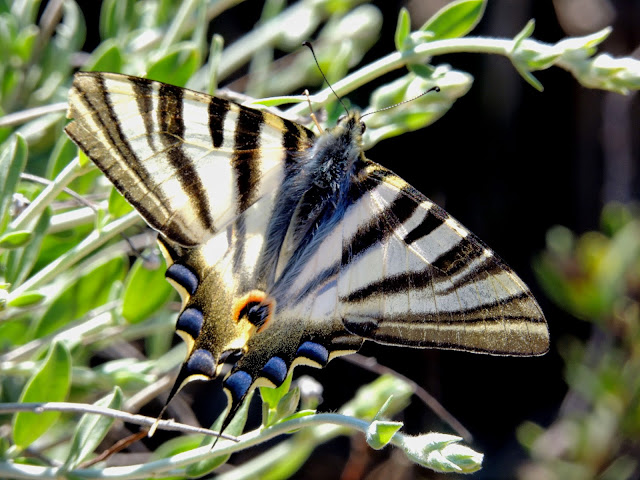 Scarce Swallowtail HD Wallpaper | Background Image 