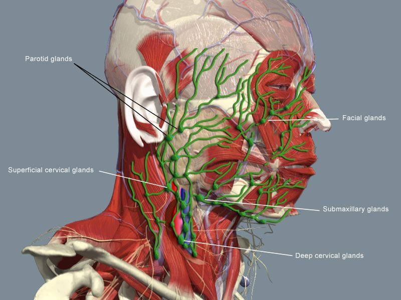 Feed Your Dermis Healthanti Aging Benefits Of Lymphatic Drainage