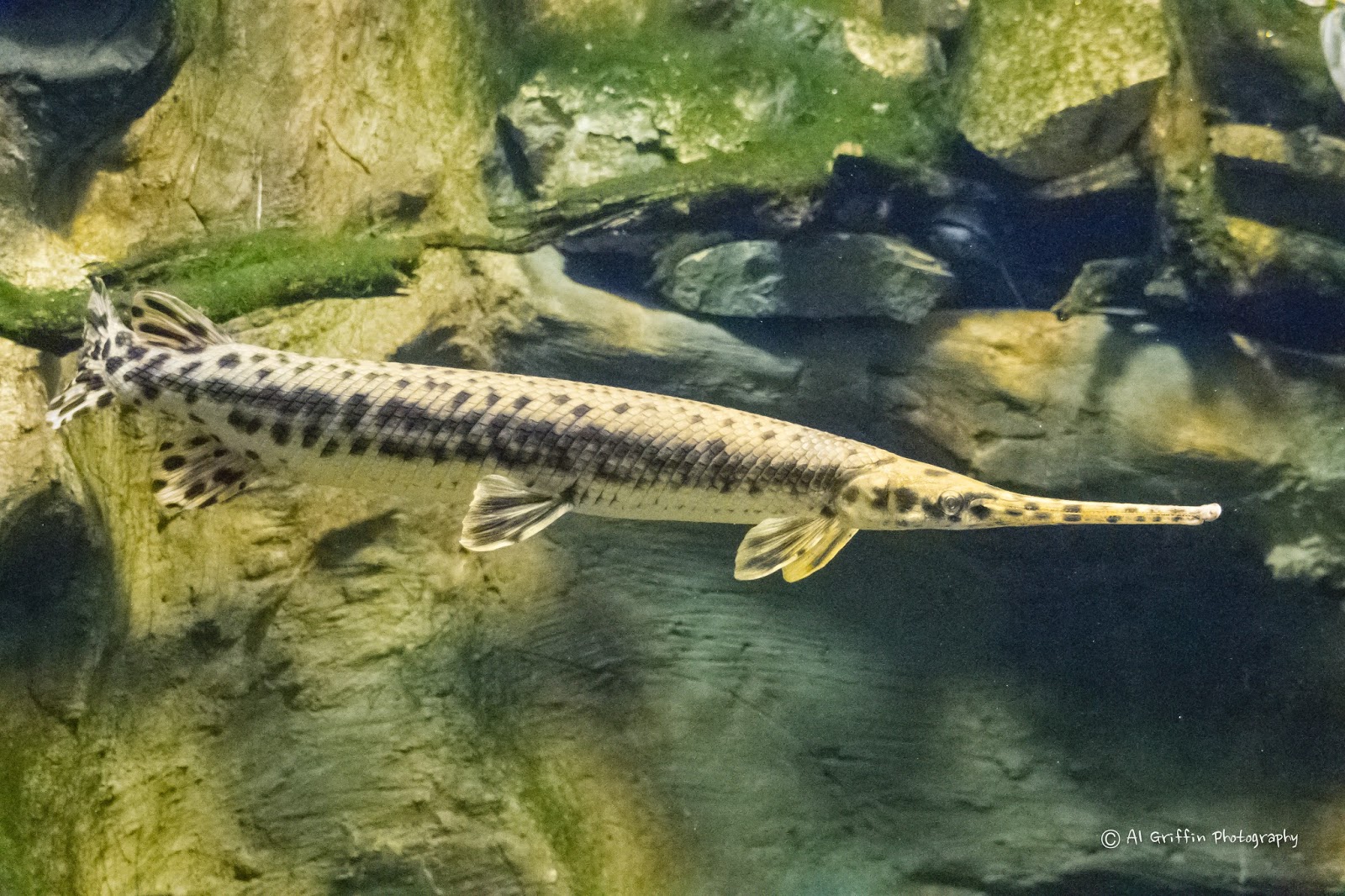 Our Eyes Upon Missouri Lost Valley Fish Hatchery, Warsaw, Missouri