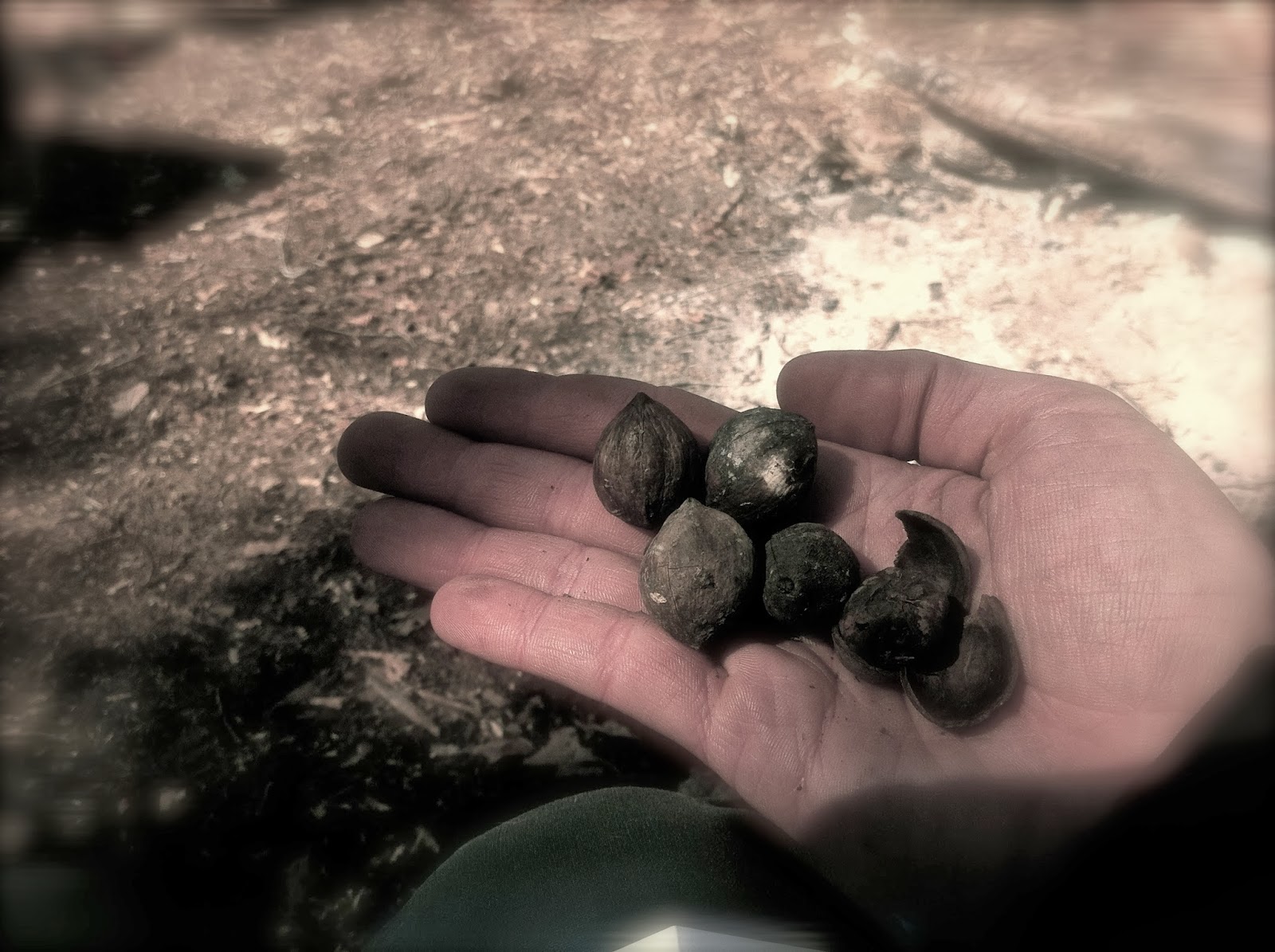 Jake & Susan's Wild Indiana Indiana's Wild Edible Plants