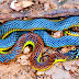 No Acre, cobra colorida é encontrada em quintal e impressiona moradora