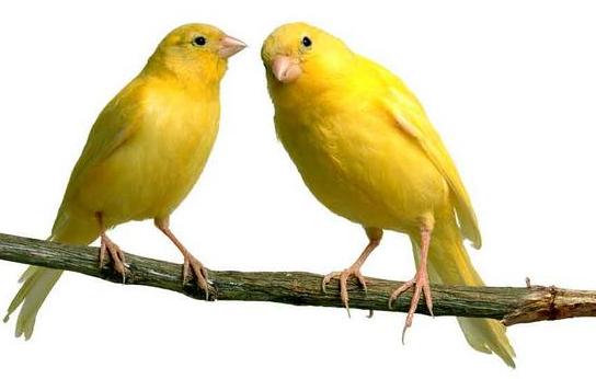 Cara Ternak Burung Kenari Dengan Mudah Gedebog Pisang