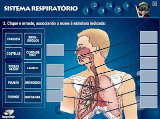 Conteúdo Educativo: Quiz do Sistema Respiratório