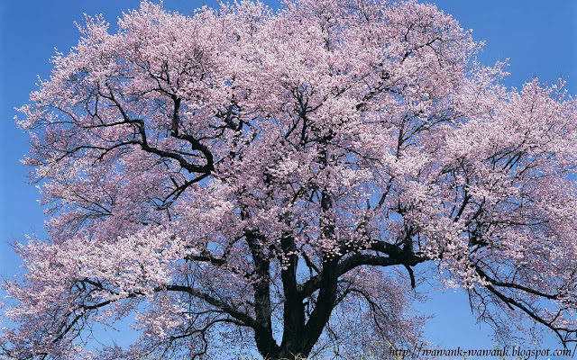 Bunga Sakura Wallpaper GambarBinatangCom Bunga Sakura Wallpaper GambarBinatangCom
