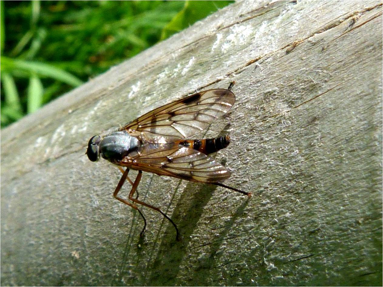 Snipe Fly Identification Insects of Scotland: Snipe Flies