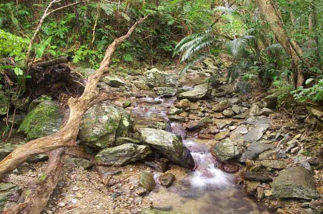 rocks, flowing water, vegetation, trees