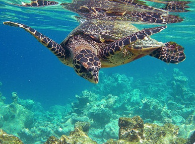 Tortue marine en mer des Bahamas