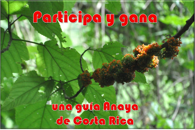 Sorteo Costa Rica Sorteo de una Guía Anaya de Costa rica