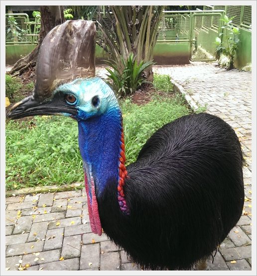 Download 41 Gambar Burung Kasuari Hd Terbaru Gambar Burung