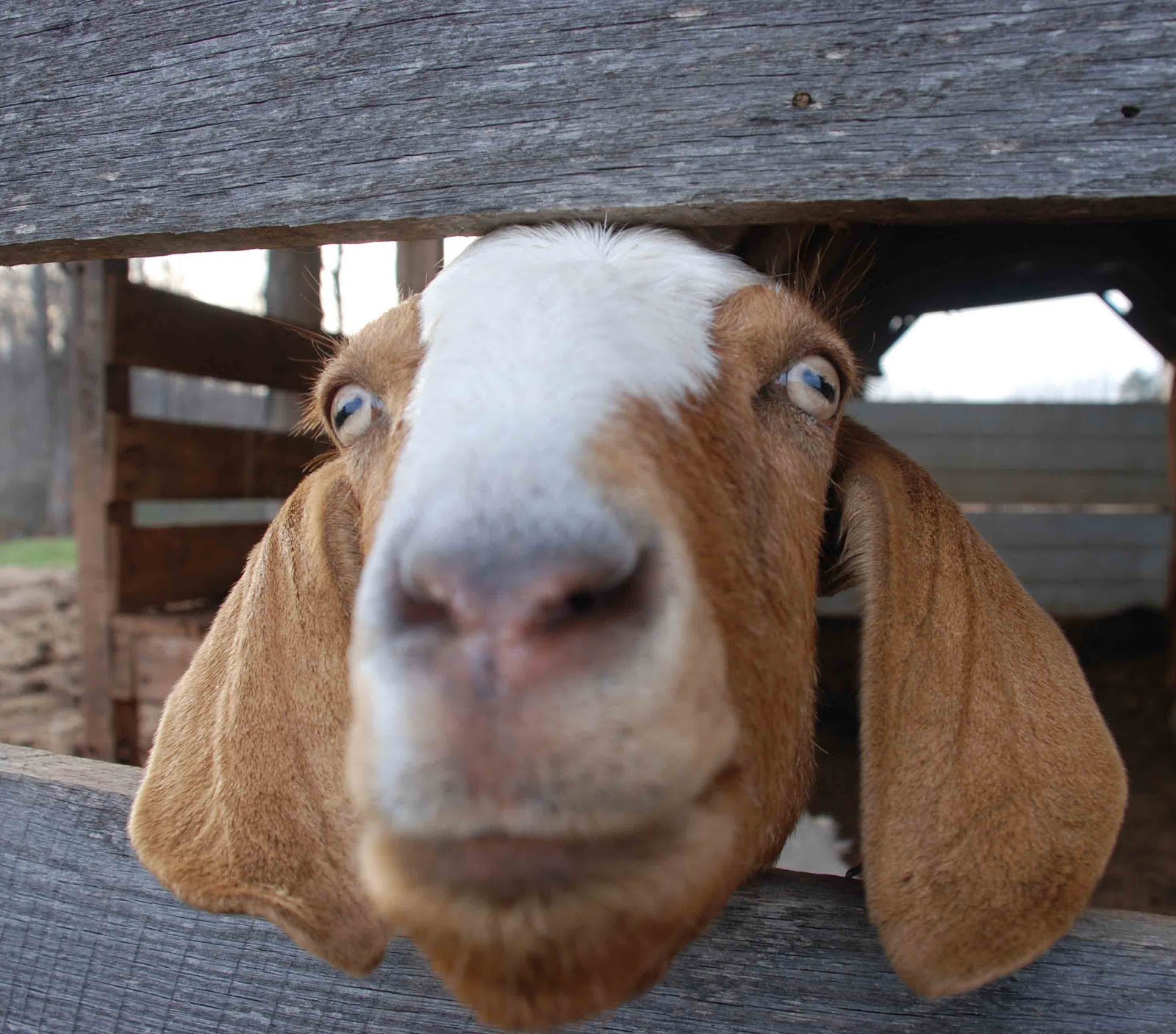 Here is a goat: A rude neighbor refused to go in an elevator with a deeply pregnant Anna Khilkevich 07/23/2018 17 Here is a goat: A rude neighbor refused to go in an elevator with a deeply pregnant Anna Khilkevich 07/23/2018 27