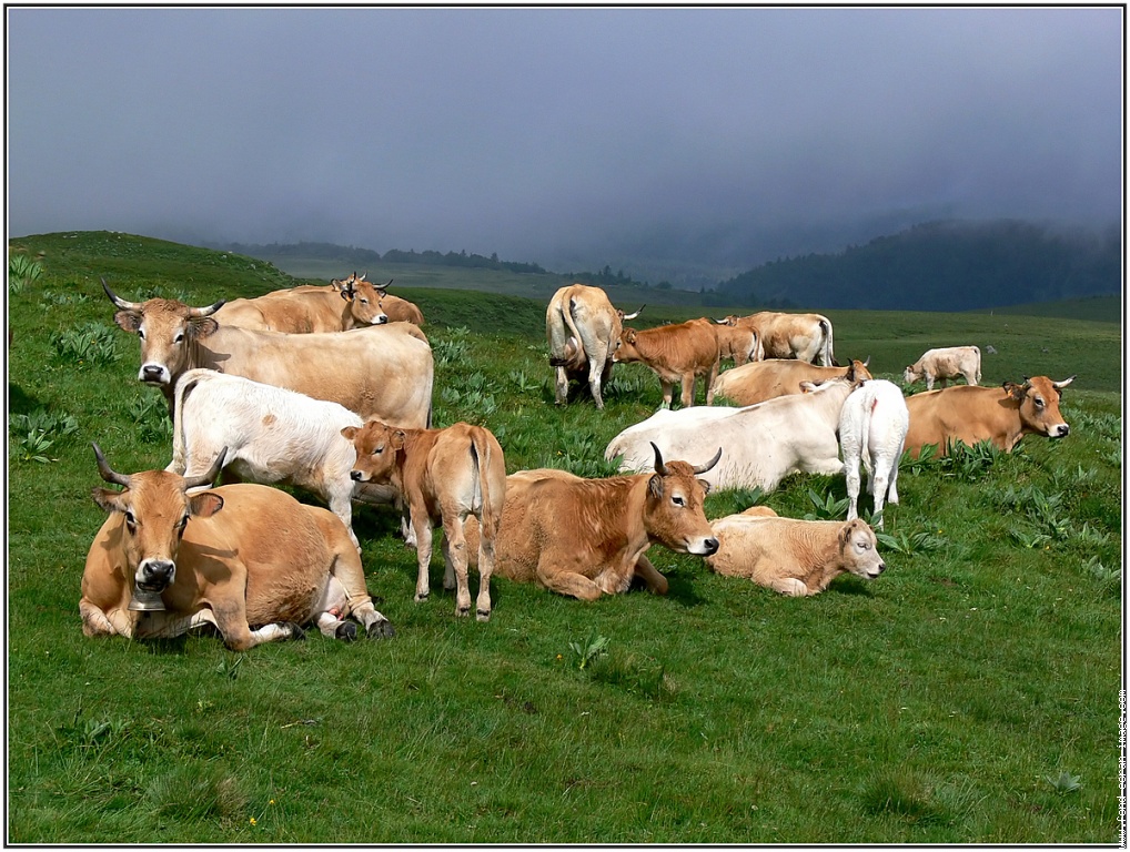 Famille EGGER Pourquoi les vaches attaquent