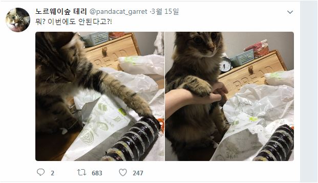 집념의 냥이2