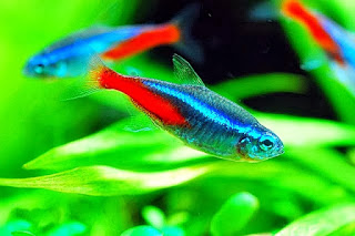 Ikan Neon Tetra