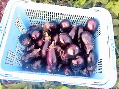 紫福茄子と水茄子