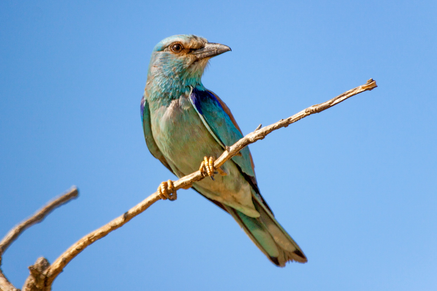 Fotografía y Naturaleza en Doñana Carraca (Coracias garrulus) Fotografía y Naturaleza en Doñana Carraca (Coracias garrulus)