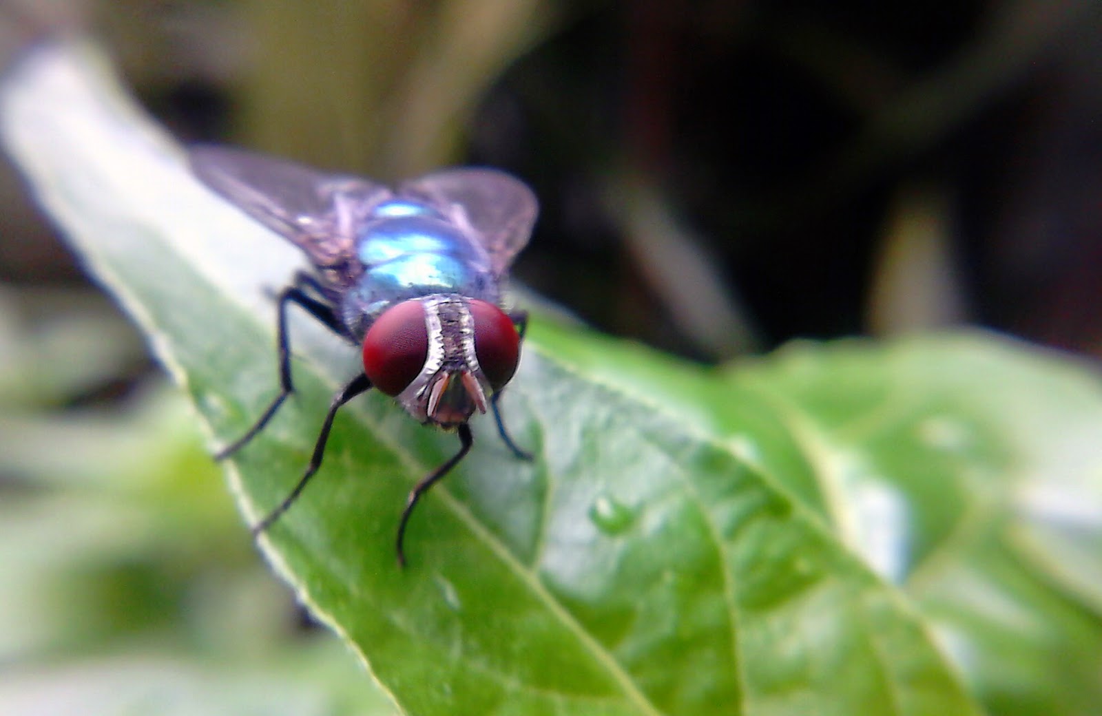 14+ Arti Mimpi Lalat Hijau
