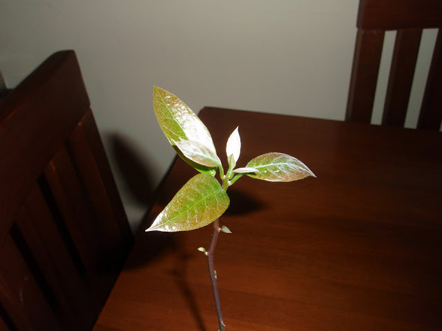 Hueso de Aguacate en agua