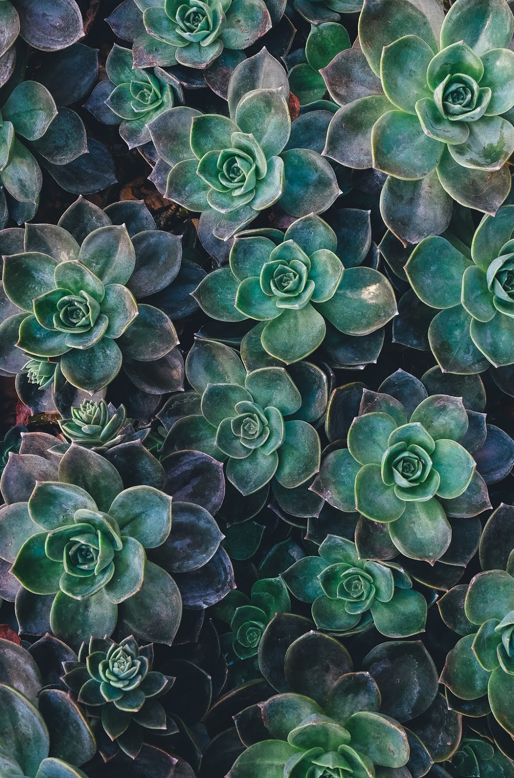 ازهار خضراء جميلة متفتحة خلفيات ايفون 6s