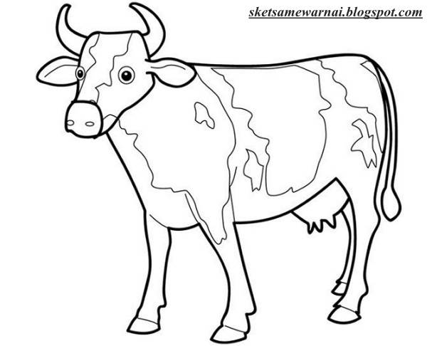 Sketsa Gambar Sapi Makan Rumput AR Production