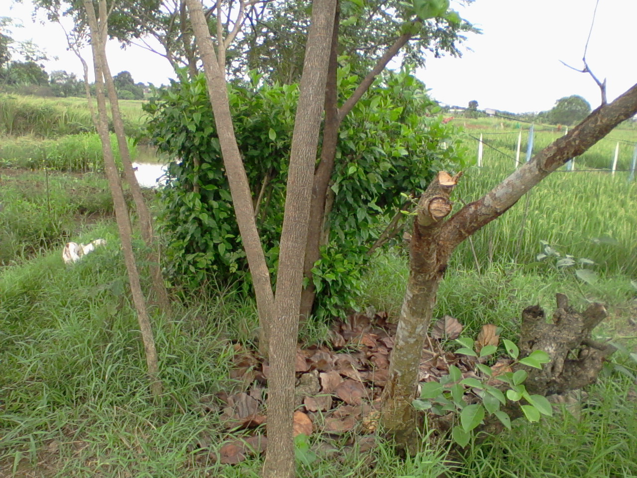 Tanaman Hias Dan Pohon Pelindung: POHON TREMBESI