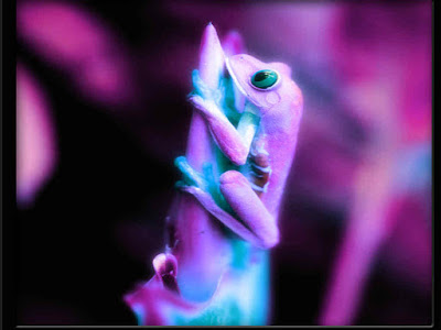beautiful frog background hd