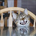 Really Funny Cats Photos