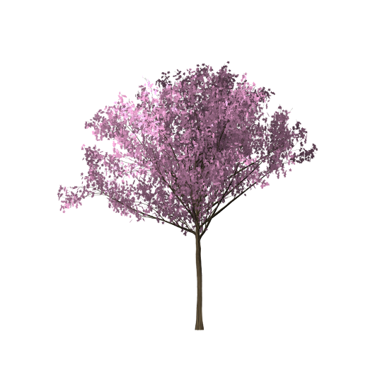 Download Gambar Pohon Sakura Png Material Desain Format