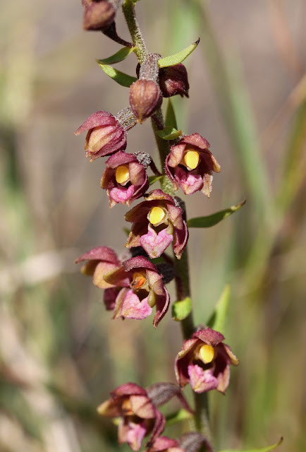 Dark-red Helleborine - North Wales