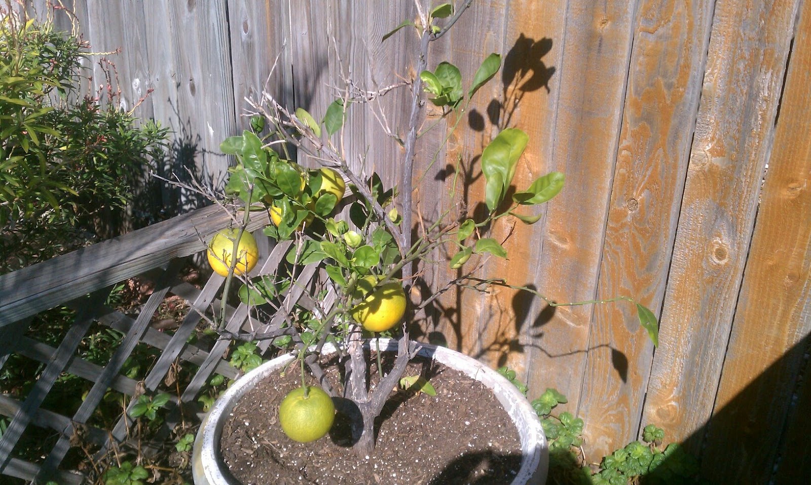 Alejandro Pepper Farm Texas Orange Tree on Alejandro