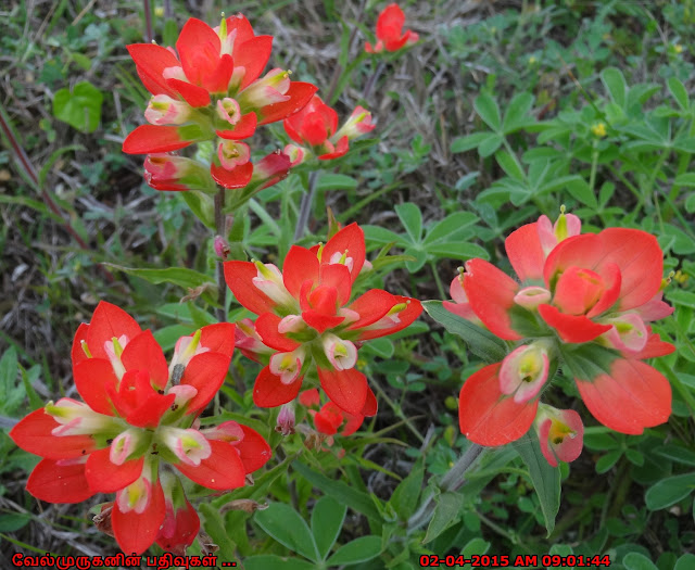 Bluebonnets Locations in Texas 