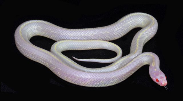 Albino King Snake.