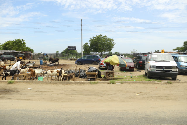 cattle versus car: no doubt cars will win cattle versus car: no doubt cars will win