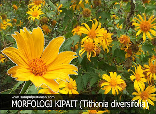 Morfologi Bunga Kipait atau kembang bulan atau Rondosemoyo (Tithonia diversifolia)
