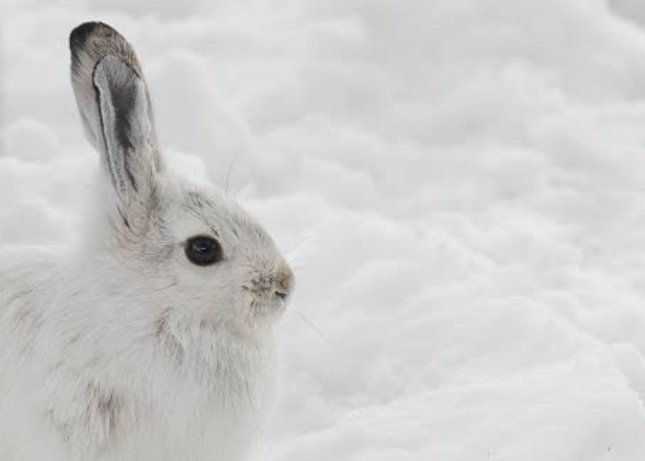 The Leveret Snowshoe