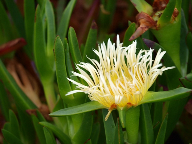 A day in Cornwall Hottentot fig, a vagrant heath and