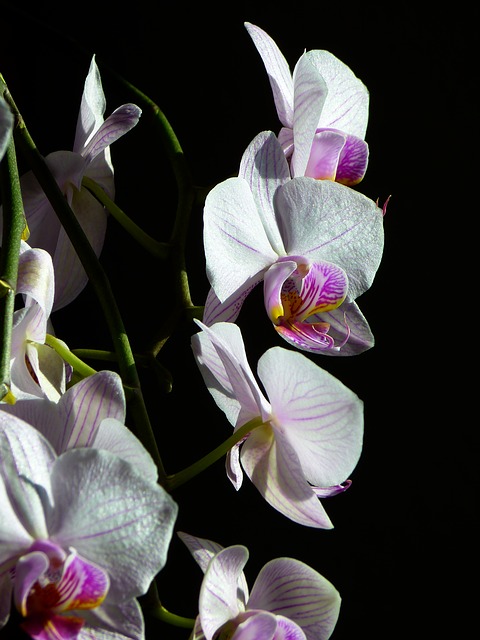 Parfum à l'orchidée de Thaïlande