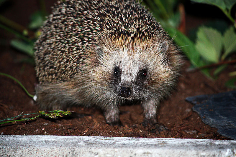 Practical Sustainability Kenilworth Hedgehog Rescue Centre