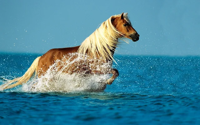 Bruin paard in de zee