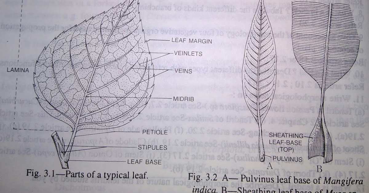 Leaf Definition, parts of typical leaf and kinds of leavesdigieduco