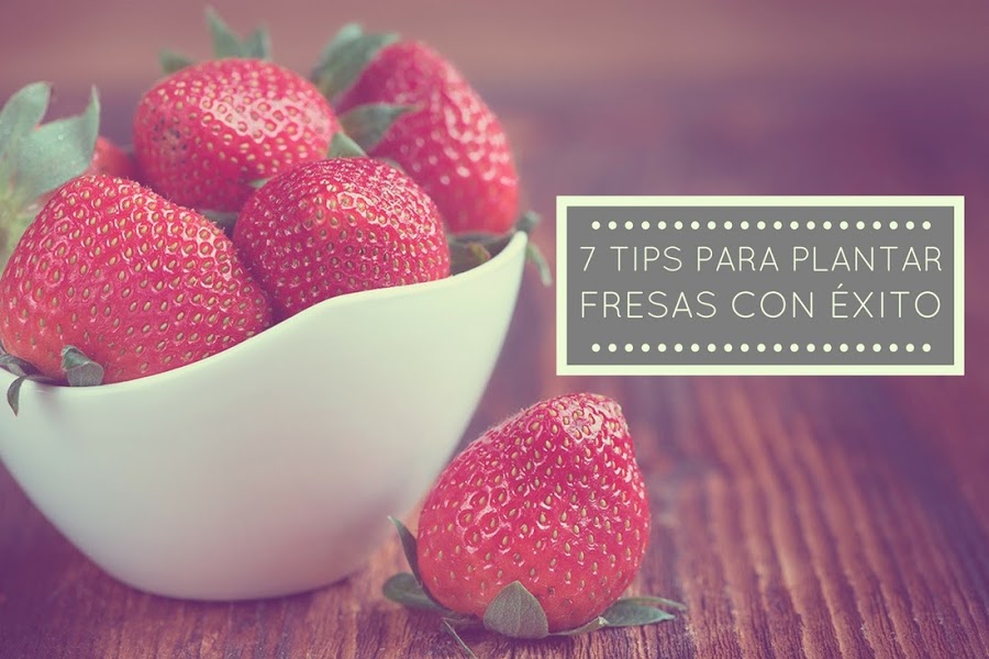 7 tips para plantar fresas con éxito - Punto de Lu