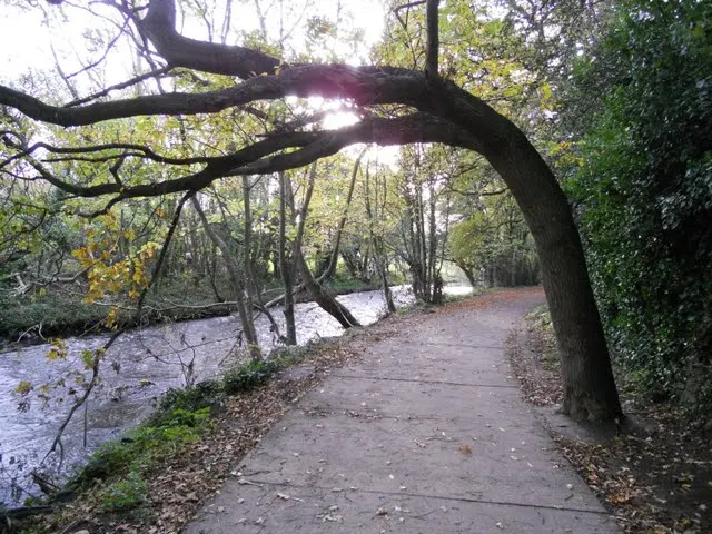 Walk the River Dodder in Dublin - path with bent tree