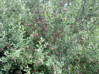Apples From Shimla's Garden (Theog-Rohru) By DSLR Camera-Bushes of Apple Plants