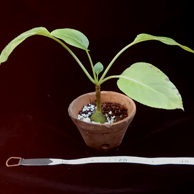 Belly Up Rare Botanicals Impatiens mirabilis rare gouty balsam _ 25