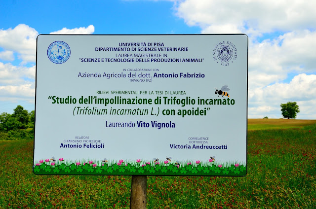 L'Università di Pisa è impegnata a Trivigno in un progetto di ricerca sul Trifoglio Incarnato Trivigno e la ricerca sul trifoglio incarnato