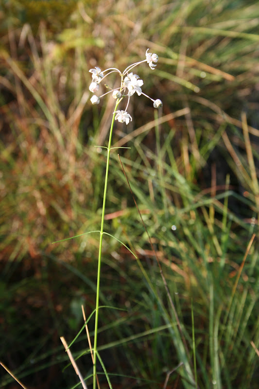 Native Florida Wildflowers Carolina Milkweed Asclepias cinerea