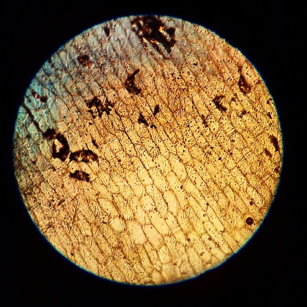 светооптическая микроскопия. форум микроскопия. форум микроскопия. микроскопия кала методики. схема фазово контрастного микроскопа.