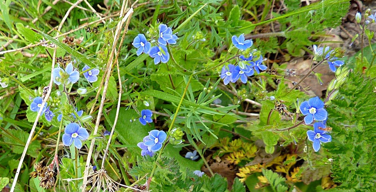 Living the life in Saint-Aignan: Little blue flowers
