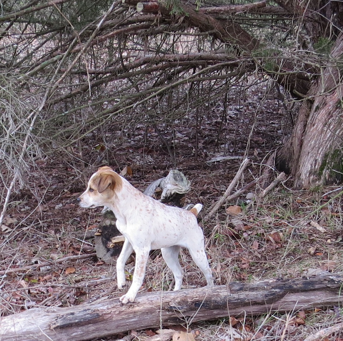 Mountain Feist Squirrel Dogs For Sale In Arkansas