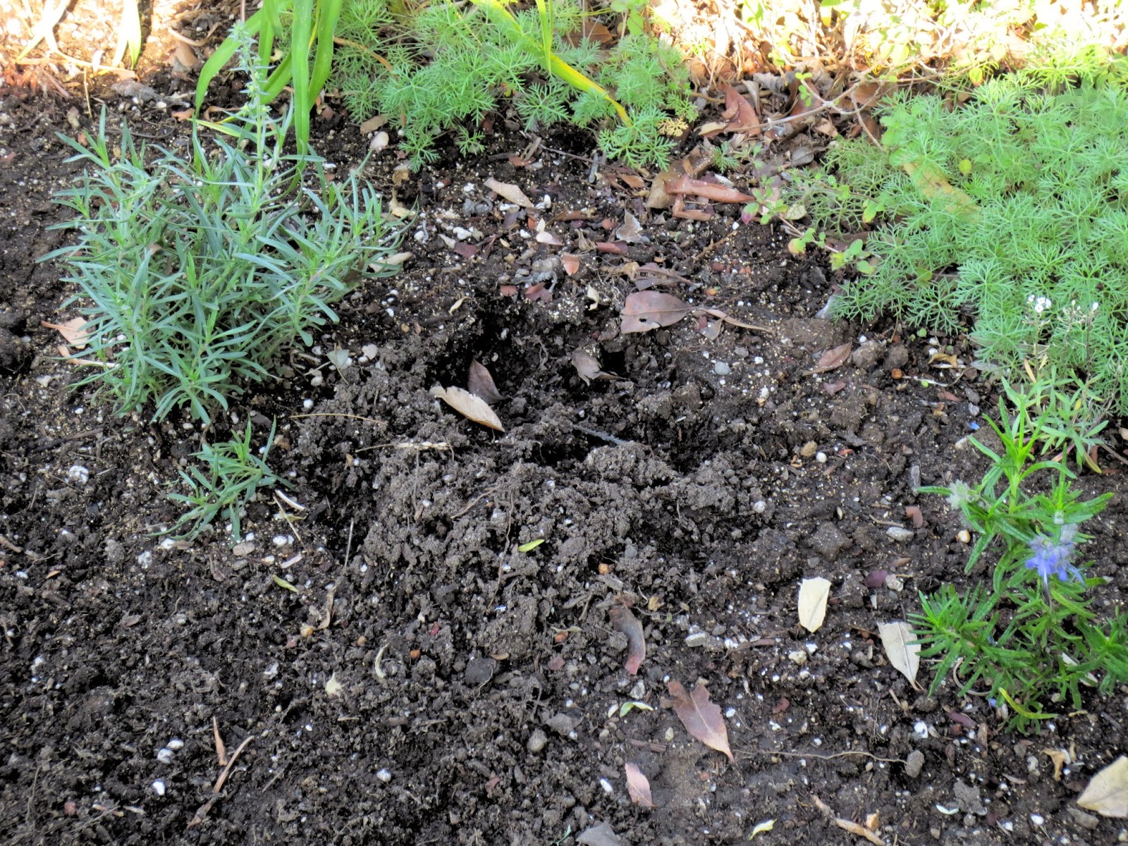 Late To The Garden Party: Ming And I Discover An Intruder - 1600x1200 - jpeg Raccoon Holes In Lawn