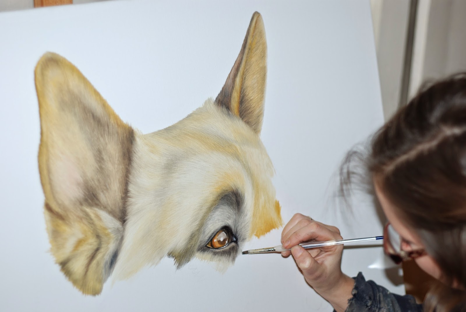 Pet portrait in progress of a Japanese Akita Rottweiler oil on canvas